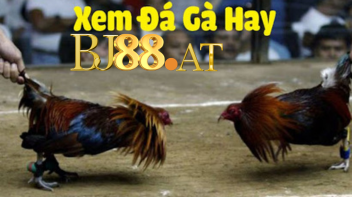 đá gà _ bj88 