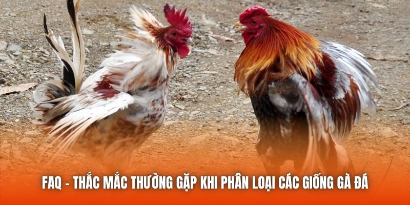 FAQ - Thắc mắc thường gặp khi phân loại các giống gà đá