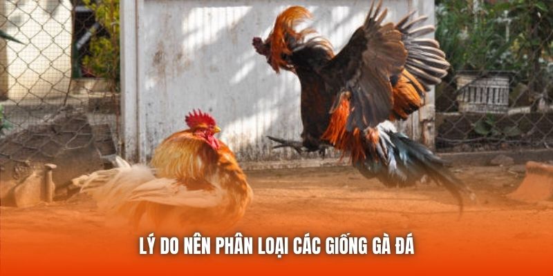 Lý do nên phân loại các giống gà đá