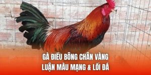 Gà Điều Bông Chân Vàng - Luận Màu Mạng & Lối Đá