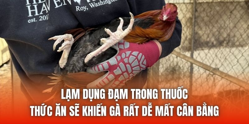 Lạm dụng đạm trong thuốc, thức ăn sẽ khiến gà rất dễ mất cân bằng